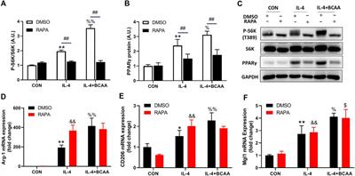 Branched-chain amino acids promotes the repair of exercise-induced muscle damage via enhancing macrophage polarization